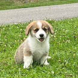 Male 1 - Sable male Pembroke Welsh Corgi puppy in Hueytown, Alabama from AAA Corgis