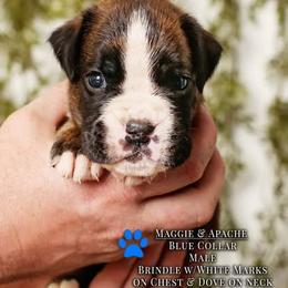Boxer Puppies from Hawk Creek Boxers
