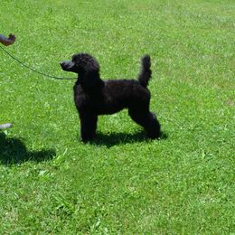 Poodle Puppies from D and D Standard Poodles