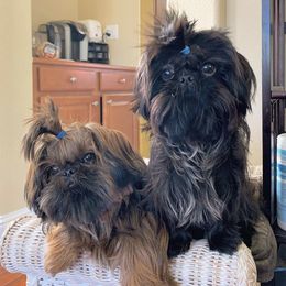 Shih Tzus from Kerbey's Shih Tzus