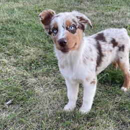 Australian Shepherds from Sierra Cisco Farms