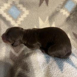 Girl 3 - Chocolate and tan female Dachshund puppy in Stilwell, Oklahoma from Rose’s Piney Creek Dachshunds