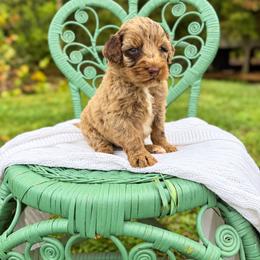 Tony Pepperoni - Merle male Labradoodle puppy in Grove, Oklahoma from Guinn Family Farms