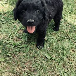 Aussiedoodle Puppies from Soap Creek Kennels