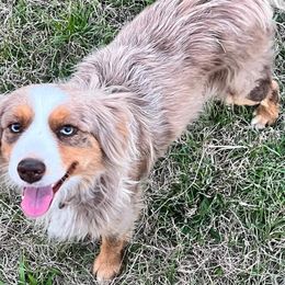 Aussiedoodles, Miniature Australian Shepherds, and Poodles from T6 Mini Aussies