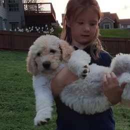 Honey (Breeding Prospect) - Labradoodle puppy from Trinity Labradoodles