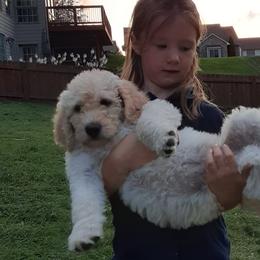 Honey (Breeding Prospect) - Labradoodle puppy from Trinity Labradoodles