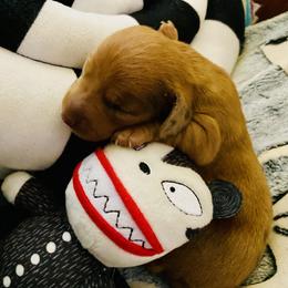 Jack - Dachshund puppy from DOXI.E.