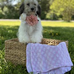 Havanese Puppies from Home with Havanese