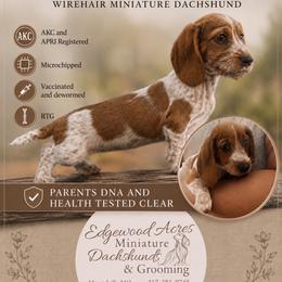 Alice - Piebald female Dachshund puppy in Moundville, Missouri from Edgewood Acres Miniature Longhair Dachshunds
