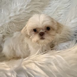 Sinclair - White female Shih Tzu puppy in Tallahassee, Florida from Bows and Bow Ties