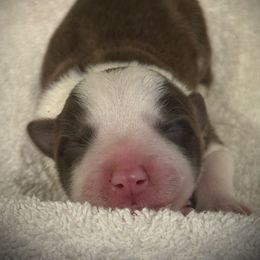 Daly - Red female Border Collie puppy in North Lakeport, California from Wild Rose Ranch