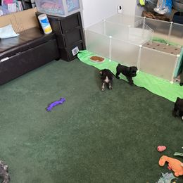 Miniature Schnauzer Puppies from Mini Schnauzers for Life