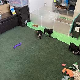 Miniature Schnauzer Puppies from Mini Schnauzers for Life