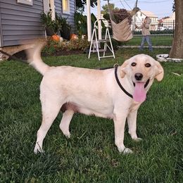 Sofia - Labrador Retriever