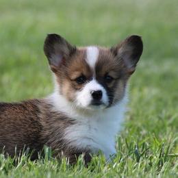 Cherry - Sable and white female American Corgi puppy in Scio, Oregon from Abundant Joy Corgis
