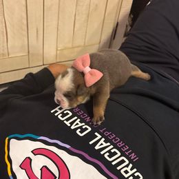 Jenny - Brindle female Bulldog puppy in Hopkins, Missouri from Mowry Creek Mini Aussiedoodles and More