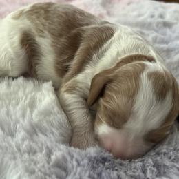 Charlie - Blenheim male Cavapoo puppy in Ridgeville, South Carolina from Cavapoo Love Bugs