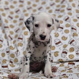 Bavarian Crème Donut- Gray - White and black male Dalmatian puppy in Claremore, Oklahoma from Lotsofdots Dalmatians