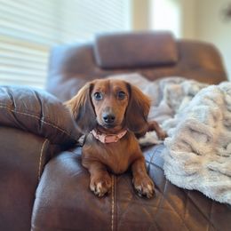 Fern - Dachshund