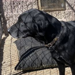 Jack - Labrador Retriever