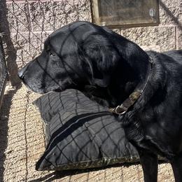 Jack - Labrador Retriever