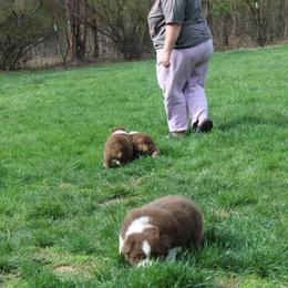 Australian Shepherd Puppies from Starlit Grove Australian Shepherds