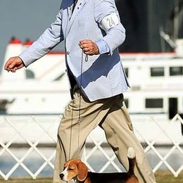 Beagles from Barrister Beagles