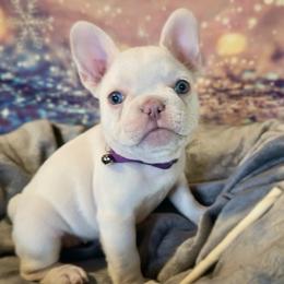 French Bulldog Puppies from Lilac City Frenchies