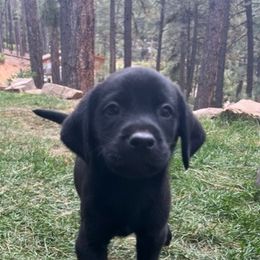 Labrador Retriever and Pembroke Welsh Corgi Puppies from Burress Family Farm and Kennels
