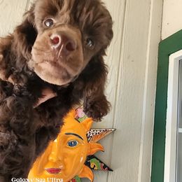 Poodle Puppies from Love chocolate poodles