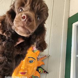 Poodle Puppies from Love chocolate poodles