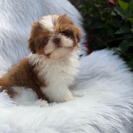 Boy1 - Red and white male Shih Tzu puppy in Covina, California from Shih_doodle_Co