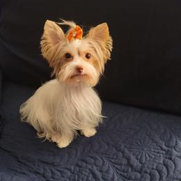 Fiona - Yorkshire Terrier