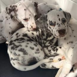Girl 5 - White and liver brown female Dalmatian puppy in Miami, Florida from Soflo Dalmatians