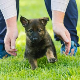 German Shepherd Puppies from Faoladh German Shepherds