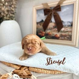 Streusel - Caramel male Australian Labradoodle puppy in Palmdale, California from Heavenly Doodles