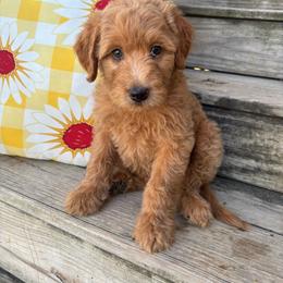 Light Green - Apricot male Goldendoodle puppy in Seguin, Texas from Dude Ranch Doodles