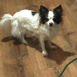 Chihuahua All Grown Up from Fancy Chihuahuas