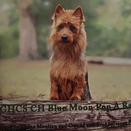 Niko - Australian Terrier