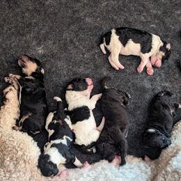 Poodle Puppies from New Hope Standard Poodles