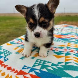 Hero - Black and tan male Pembroke Welsh Corgi puppy in Walsh, Colorado from Wilson Ranch Corgis
