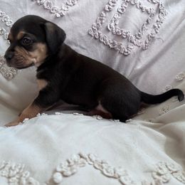 Sicily - Black female Catahoula Leopard Dog puppy in Cottonwood, California from Cottonwood Creek Catahoula’s