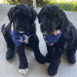 Old English Sheepdogs and Sheepadoodles from Greta’s Sheepadoodles