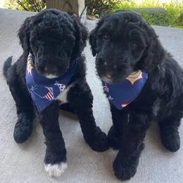 Old English Sheepdogs and Sheepadoodles from Greta’s Sheepadoodles