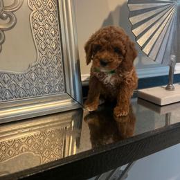 Lennox - Red  male Poodle puppy in Germantown, Maryland from Honey Blossom Doodles