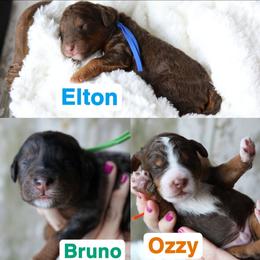 Male 1st pick - Tri-color male Bernedoodle puppy in Sioux Falls, South Dakota from Dolly's Doodles