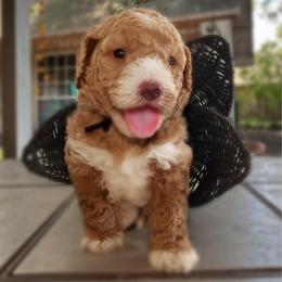 Black Collar Male - Aka Italy - Phantom male Goldendoodle puppy in Eunice, Louisiana from Maison De Pawz