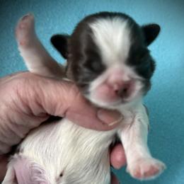 Hunter - Liver and white male Shih Tzu puppy in Tallahassee, Florida from Bows and Bow Ties
