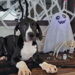 Girl 2 - Great Dane puppy in Gonzales, Louisiana from Anstatt House Of Danes